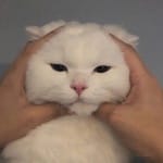 Esmeralda Patiño avatar